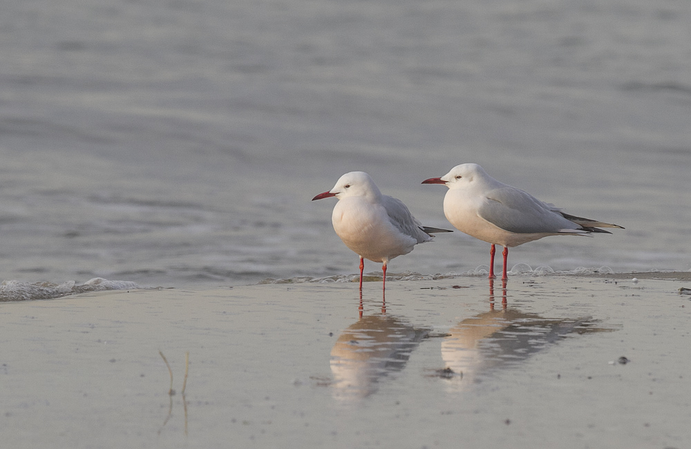 Slender-billed Gull