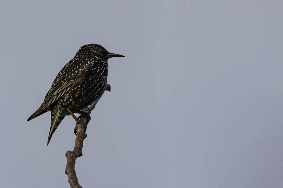 Common Starling