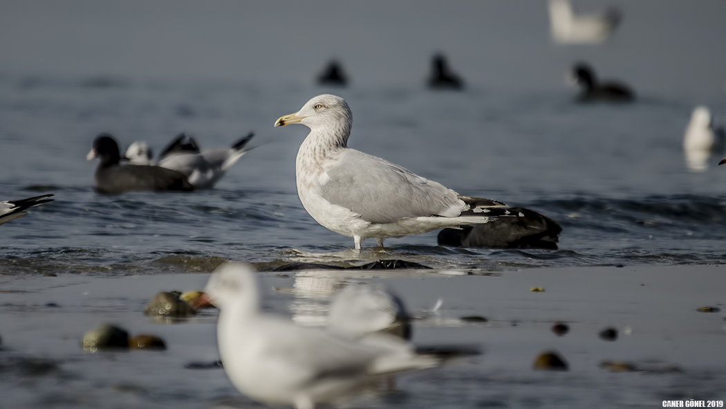 European Herring Gull