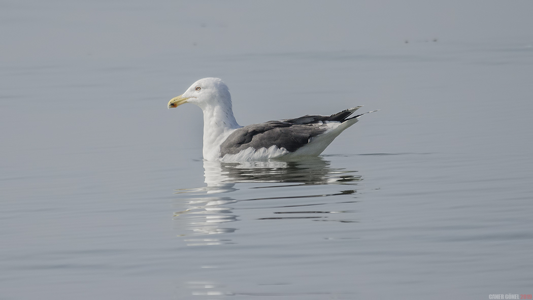 Great Black-backed Gull