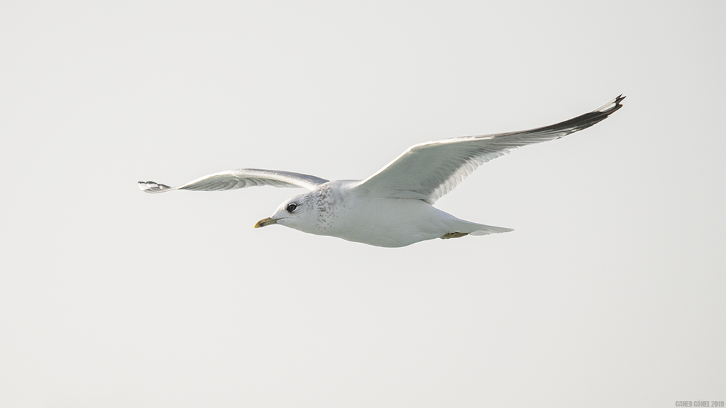 Mew Gull