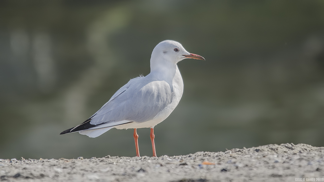 Slender-billed Gull