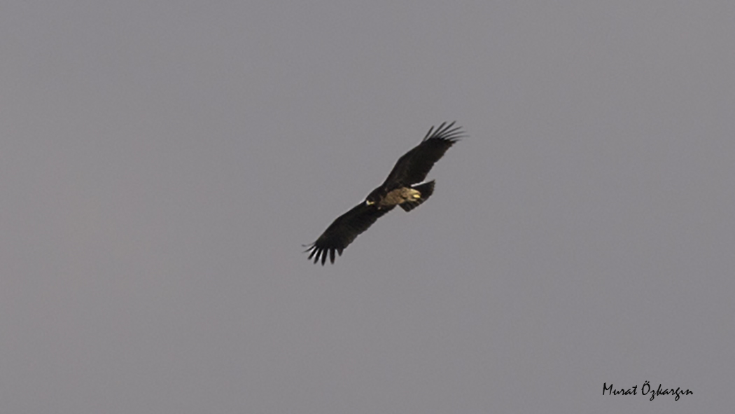 Greater Spotted Eagle