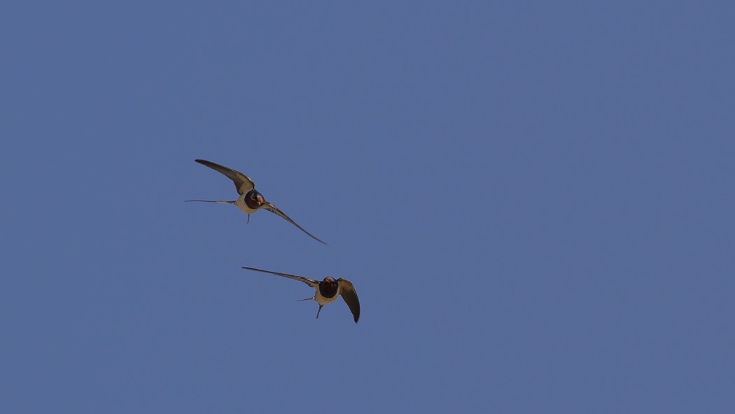 Barn Swallow
