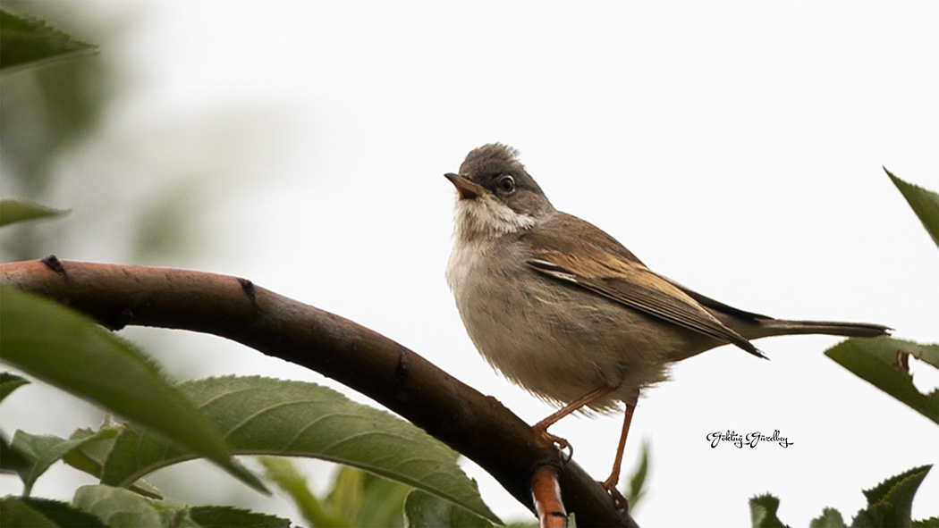 Common Whitethroat