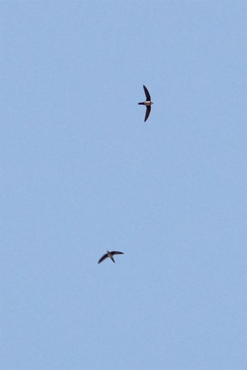 Alpine Swift