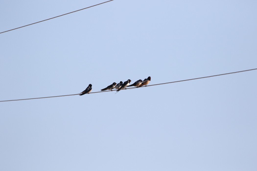 Barn Swallow
