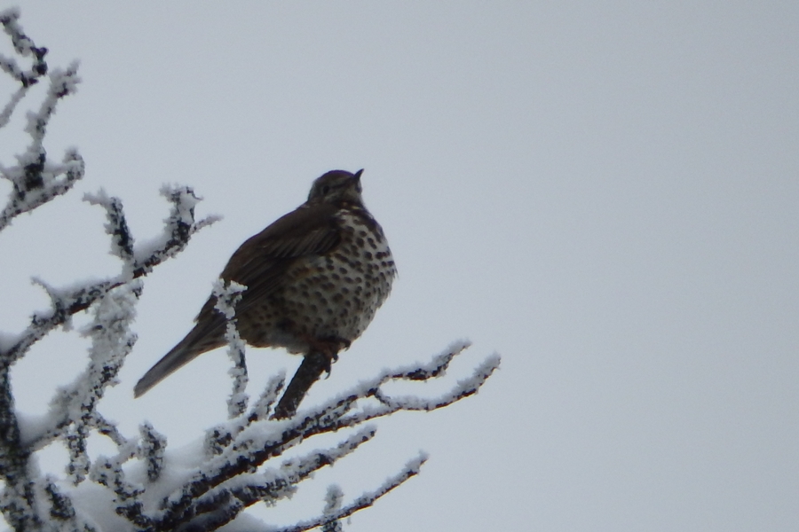Mistle Thrush