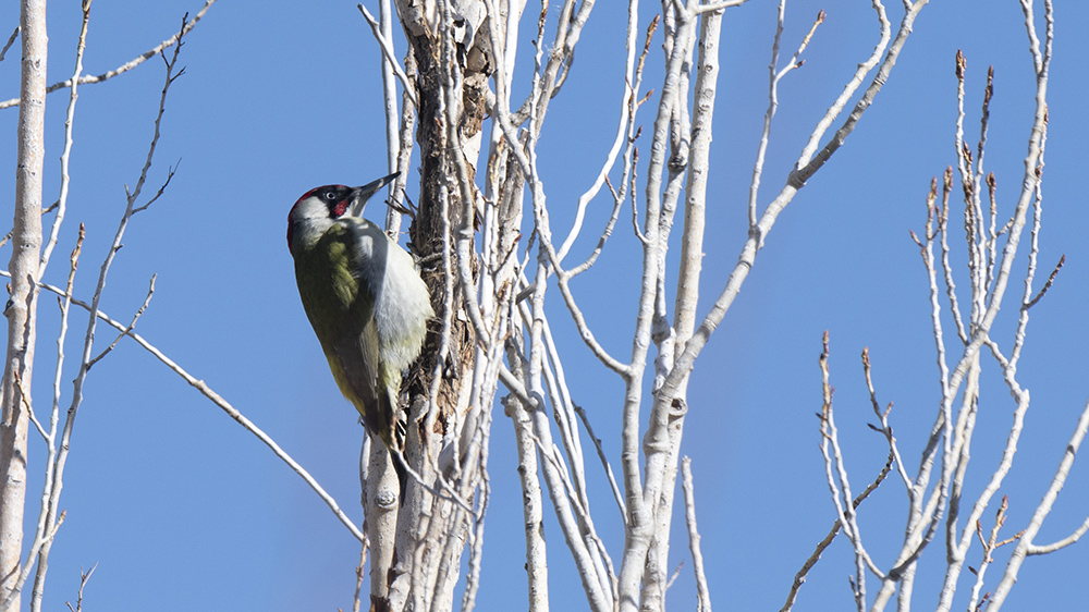 European Green Woodpecker