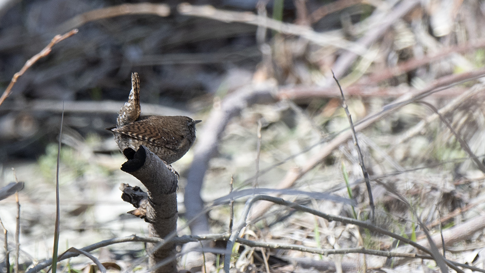 Eurasian Wren
