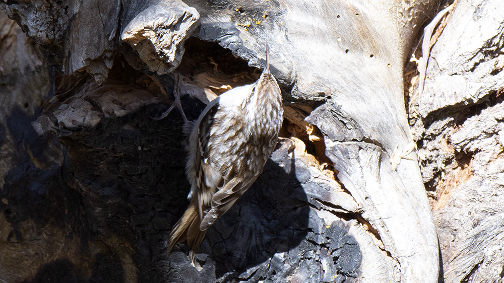 Short-toed Treecreeper