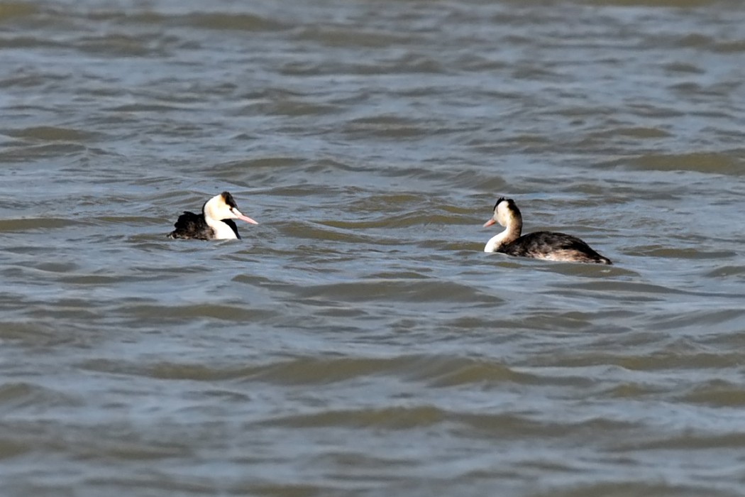 Great Crested Grebe