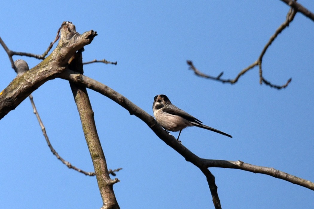 Long-tailed Tit