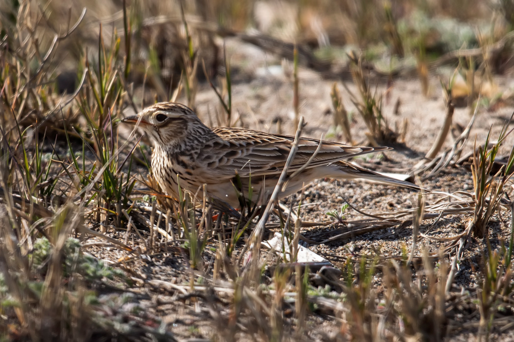 Eurasian Skylark