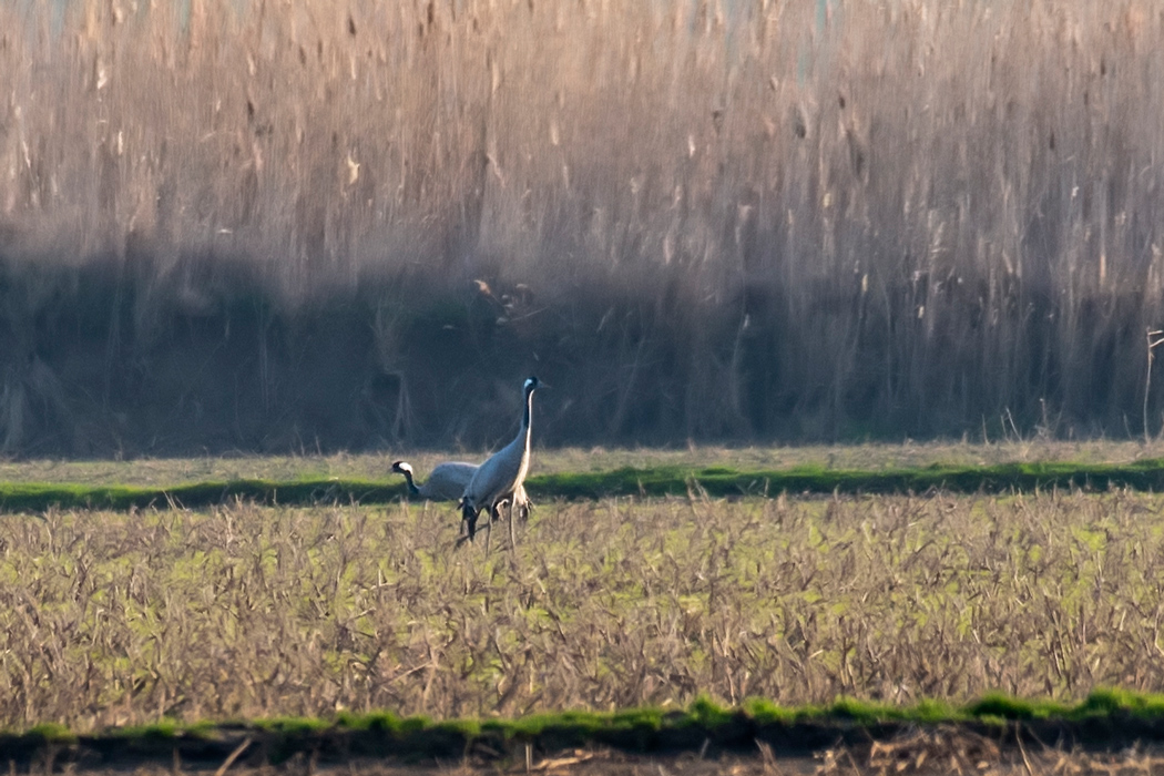 Common Crane