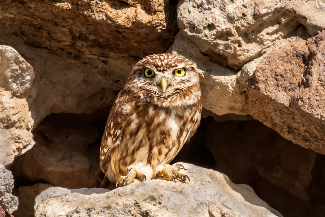 Little Owl