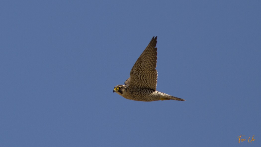Peregrine Falcon