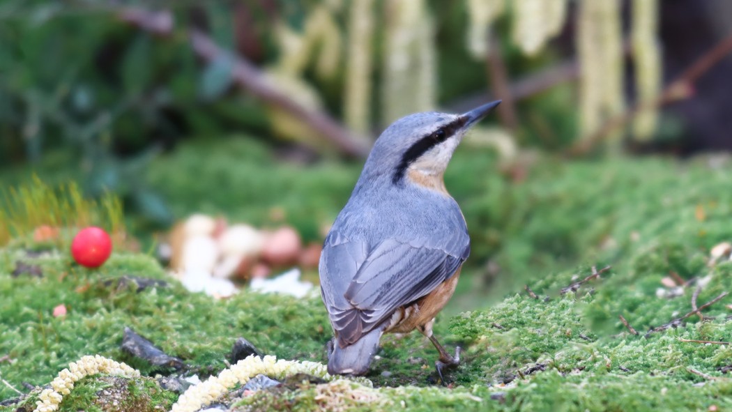 Eurasian Nuthatch