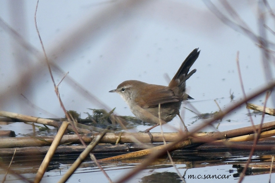 Cetti`s Warbler