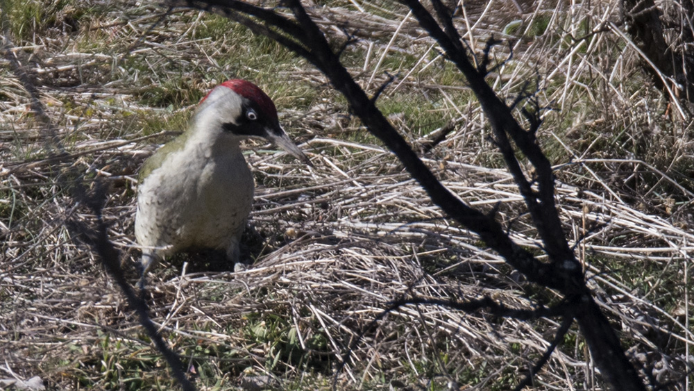 European Green Woodpecker