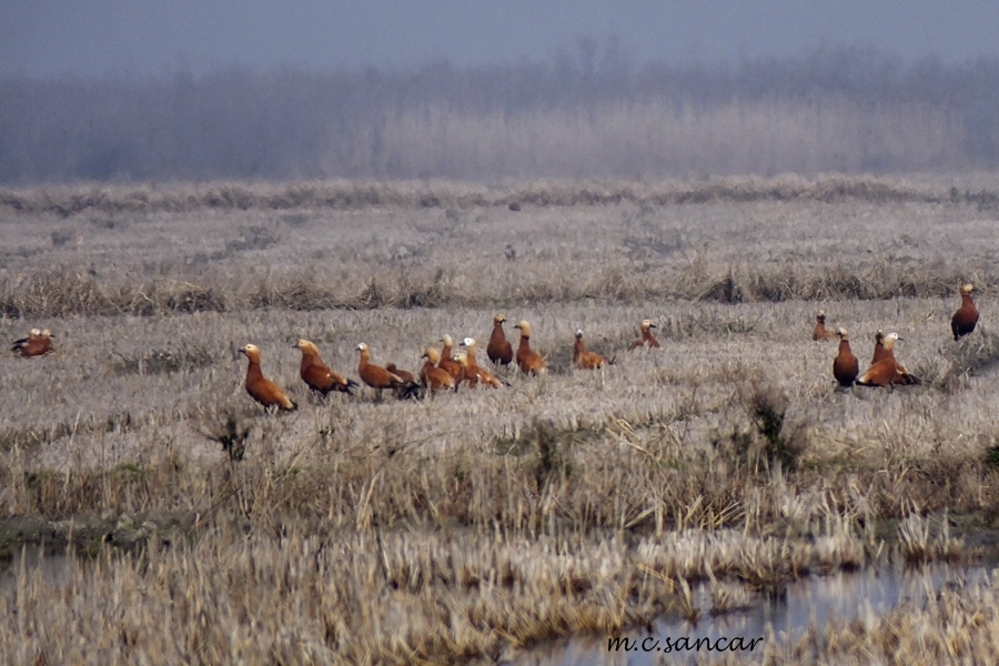 Ruddy Shelduck
