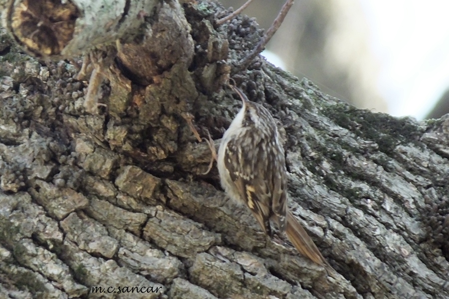 Short-toed Treecreeper