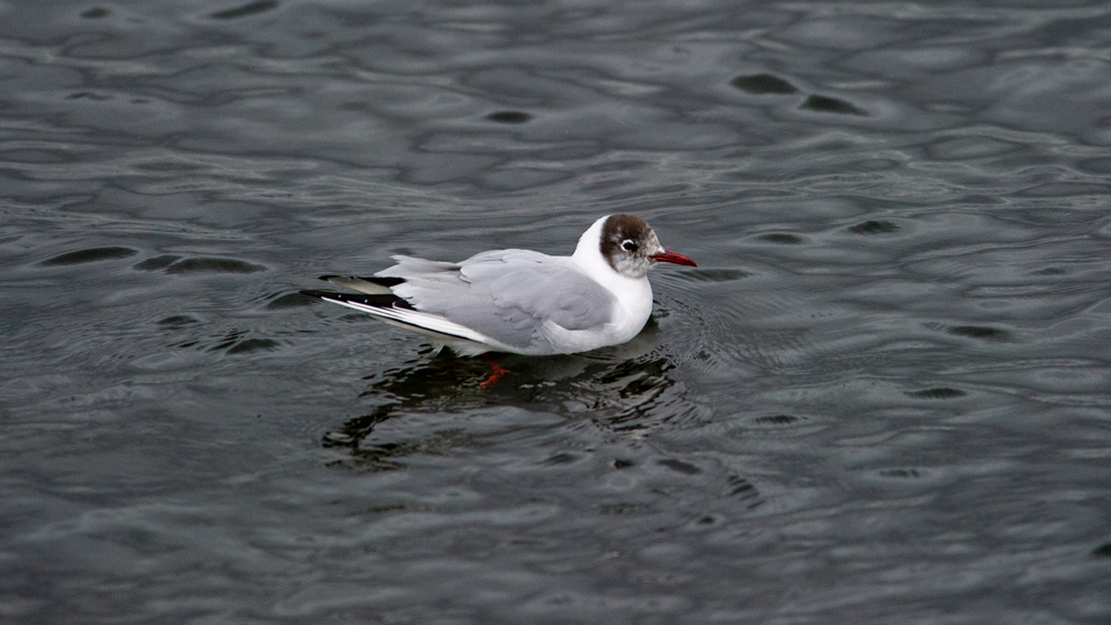 Black-headed Gull