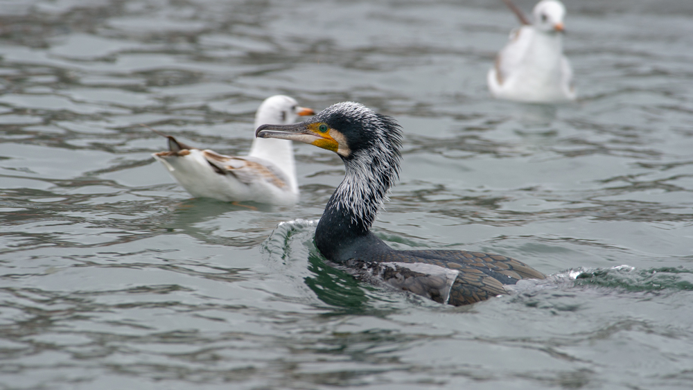 Great Cormorant