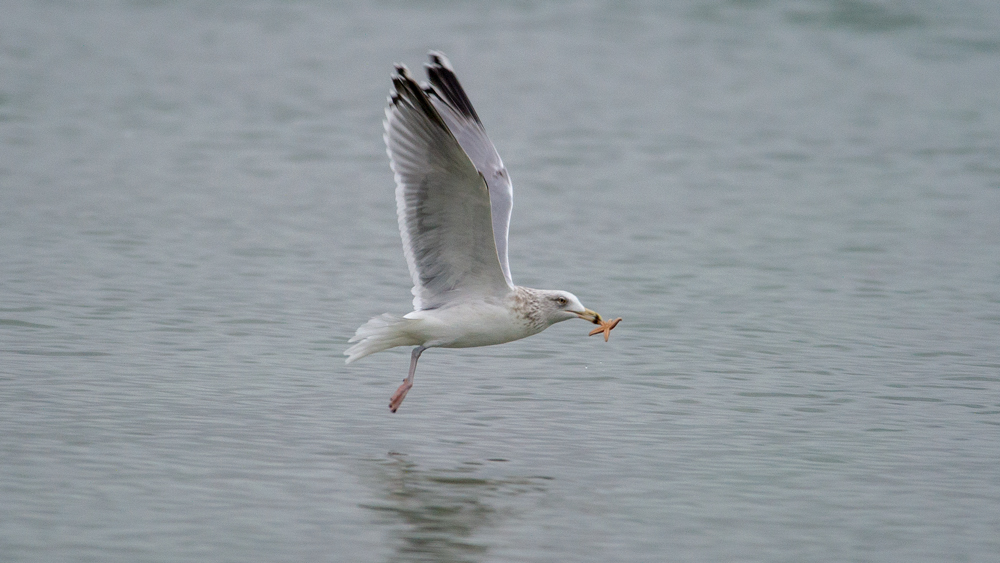 European Herring Gull
