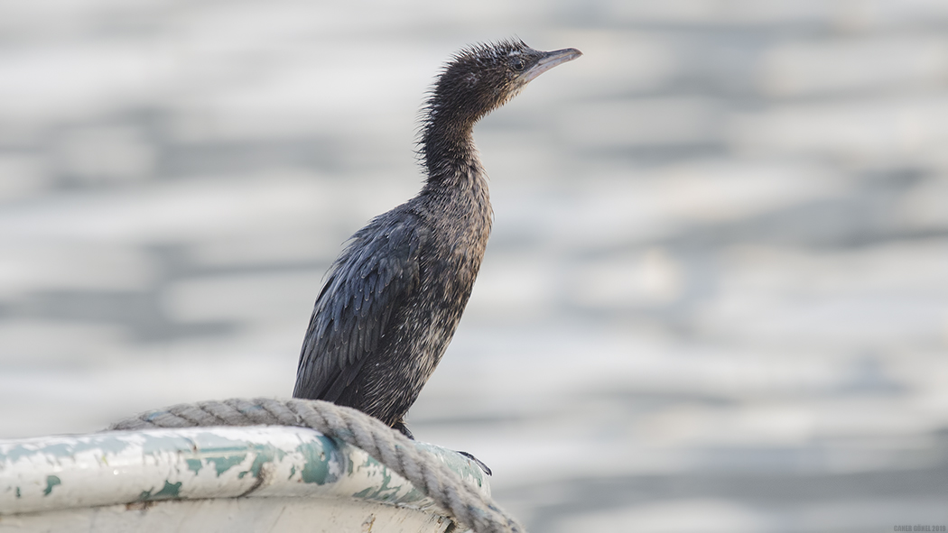 Pygmy Cormorant