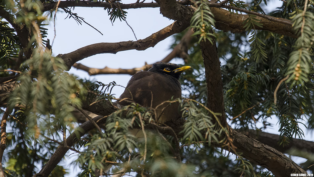 Common Myna