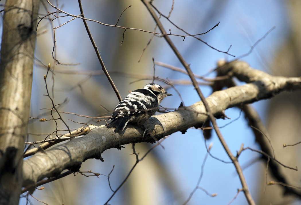 Lesser Spotted Woodpecker