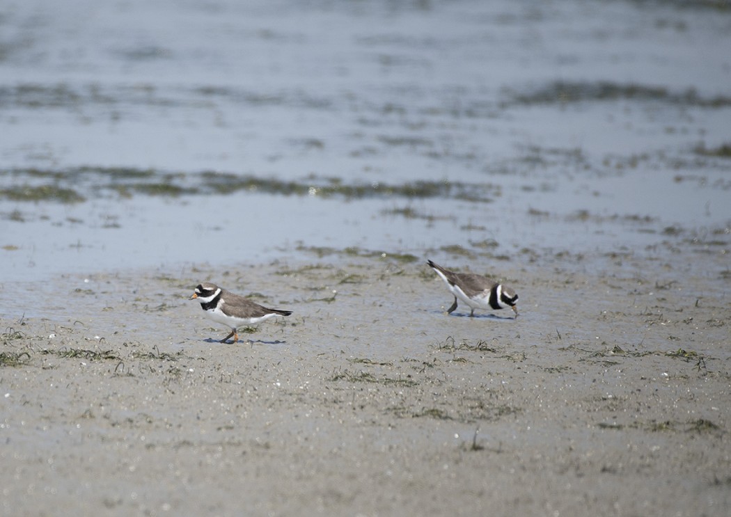 Common Ringed Plover