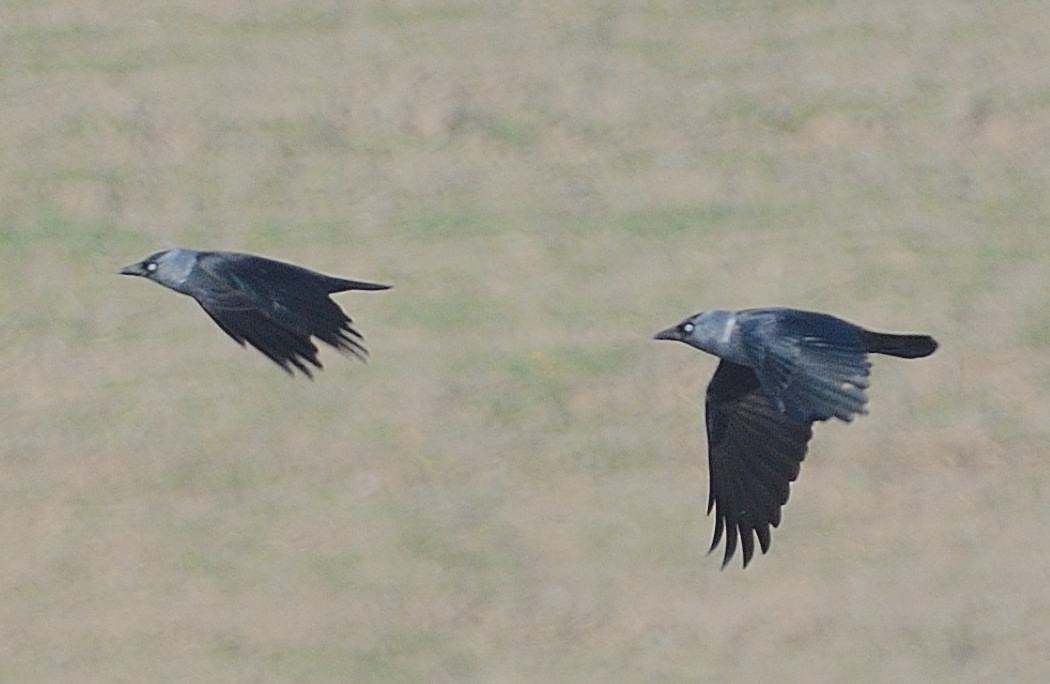 Western Jackdaw