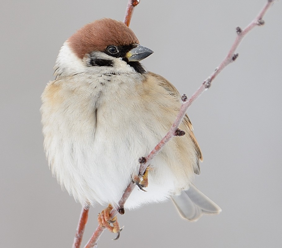 Eurasian Tree Sparrow