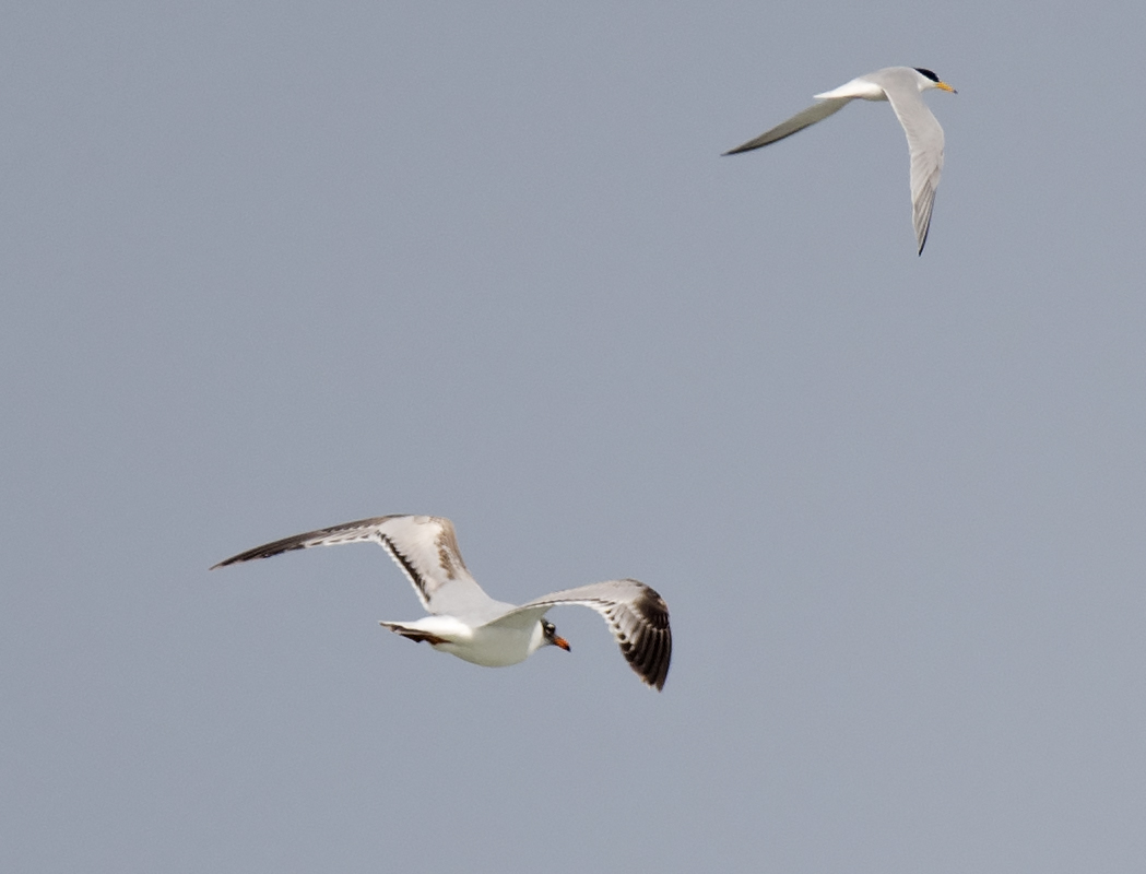 Mediterranean Gull