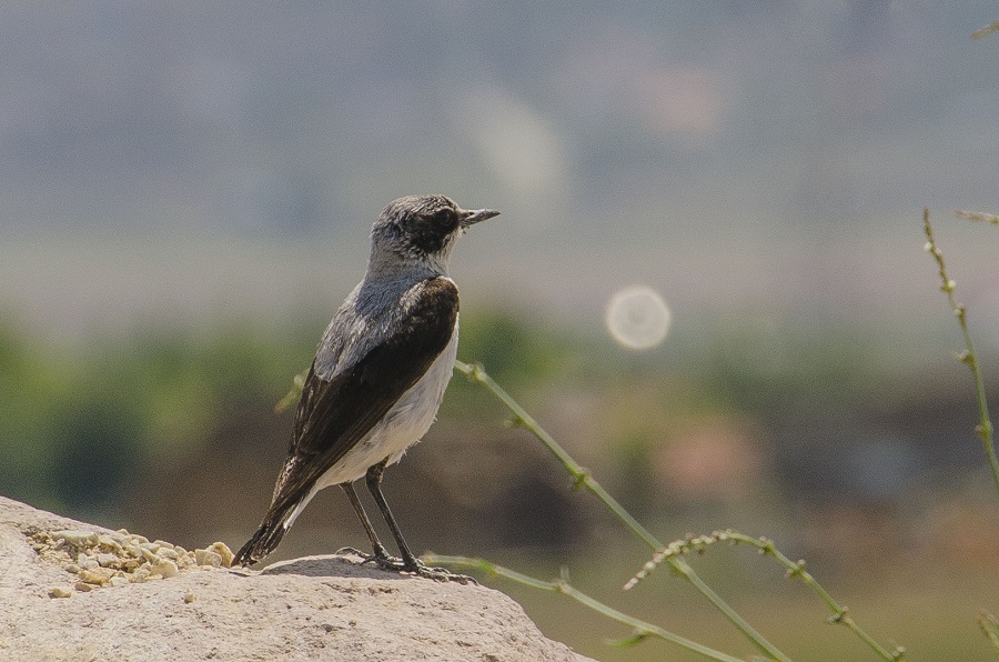 Northern Wheatear