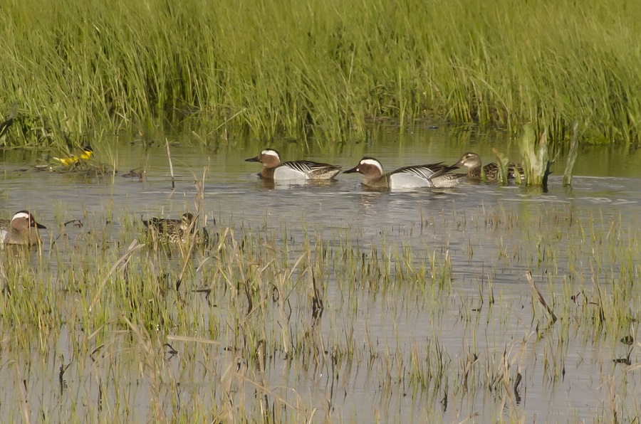 Garganey