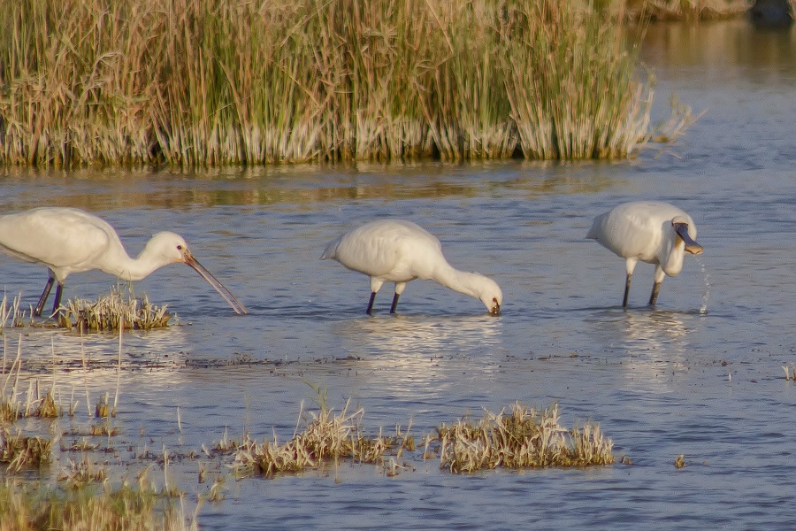 Eurasian Spoonbill