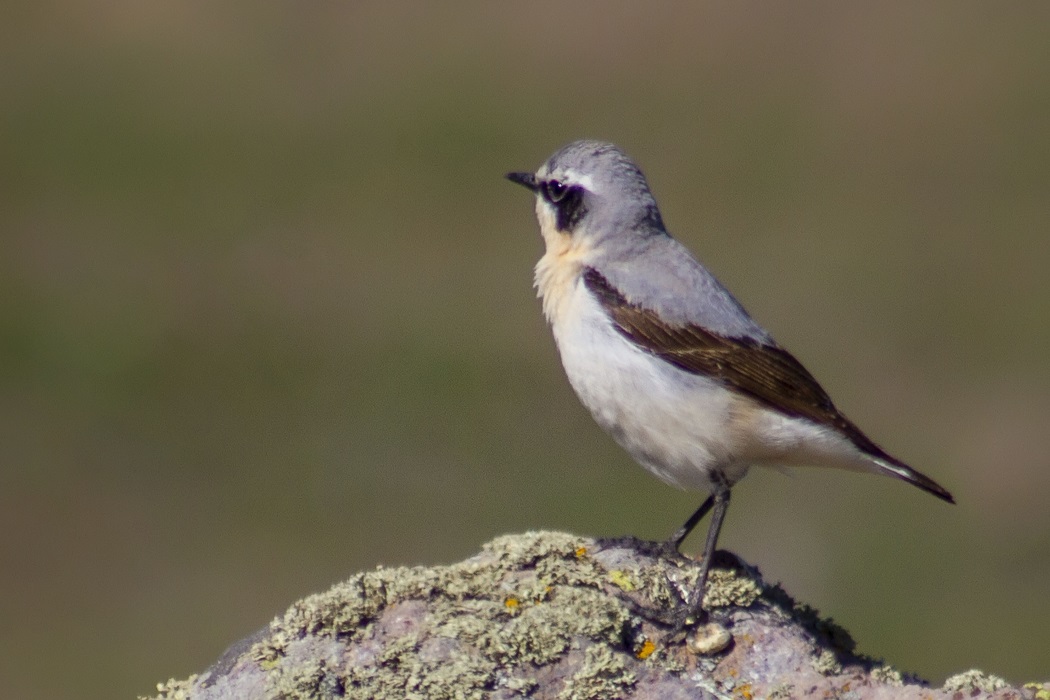 Northern Wheatear