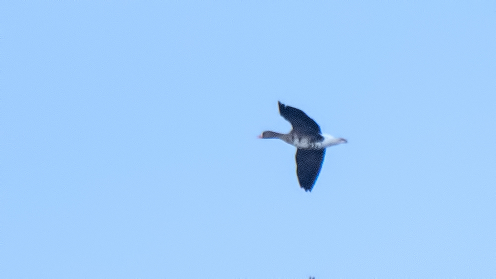 Lesser White-fronted Goose