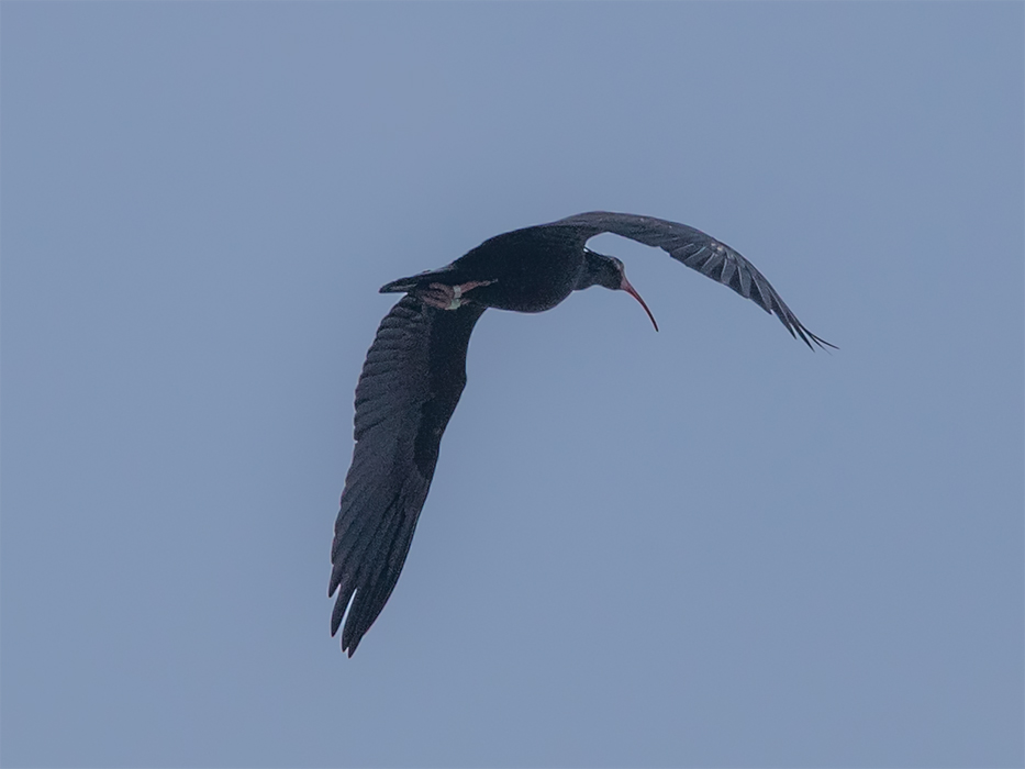 Northern Bald Ibis