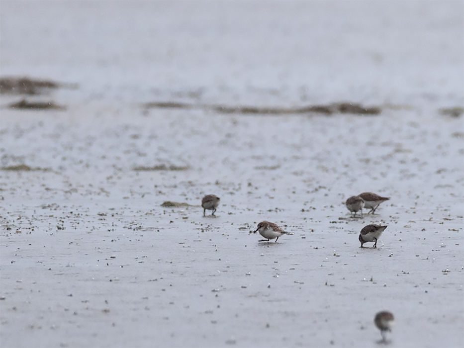 Little Stint