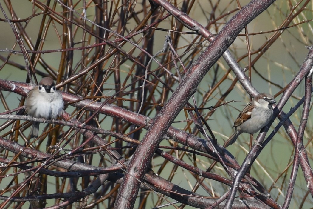 Eurasian Tree Sparrow