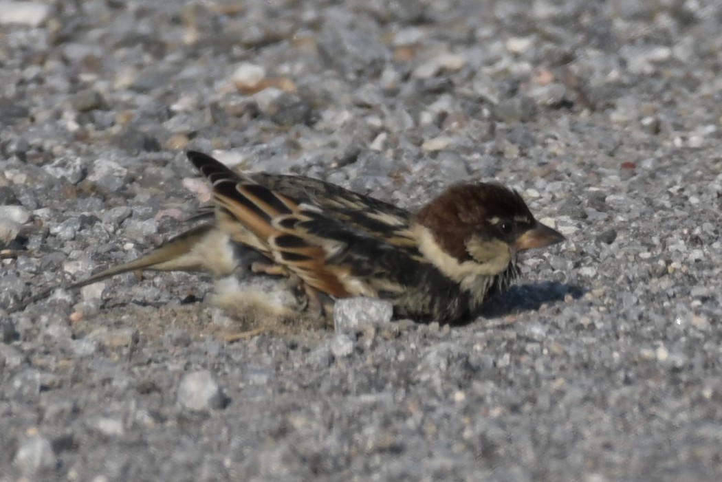 Spanish Sparrow