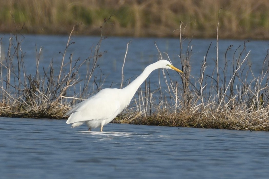 Great Egret