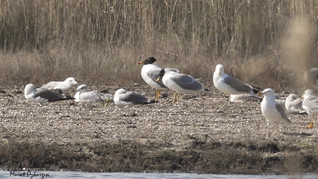Pallas`s Gull