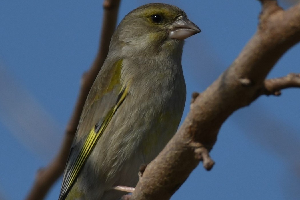 European Greenfinch