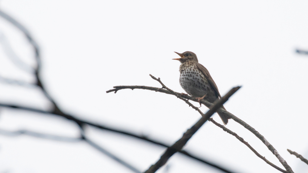 Song Thrush