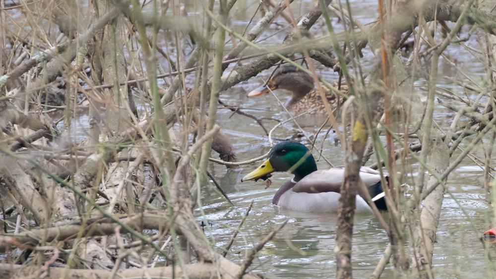 Mallard